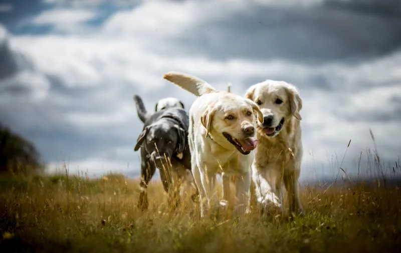 Dog Knee Surgery