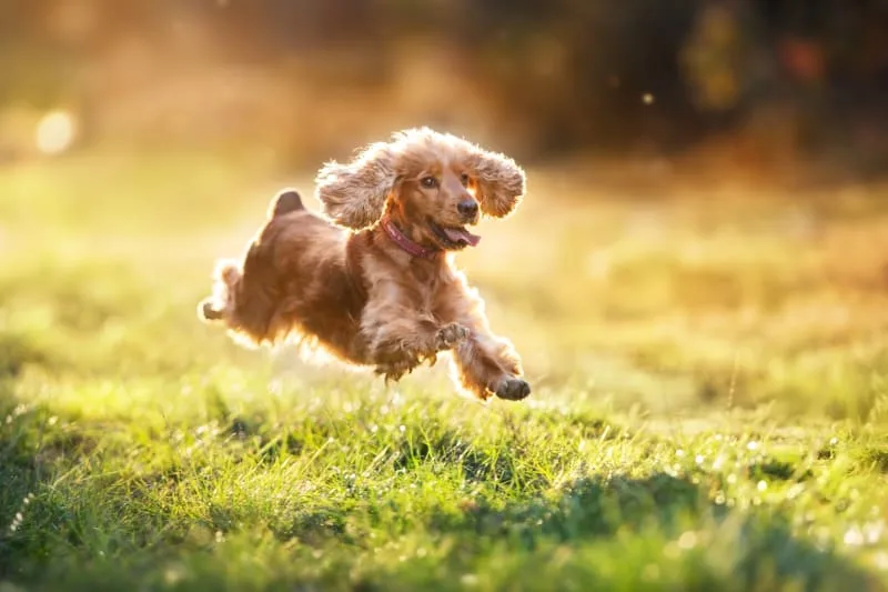 ACL (CCL) Surgery in Dogs