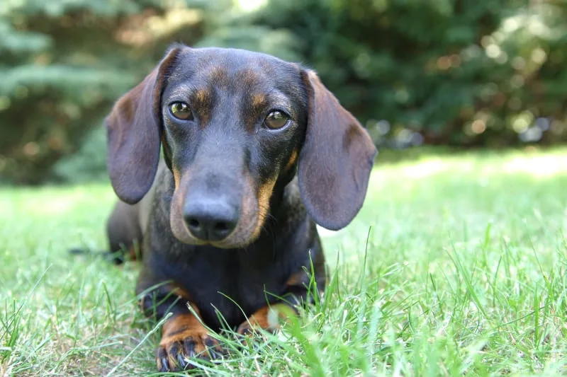 What is IVDD in Dogs?