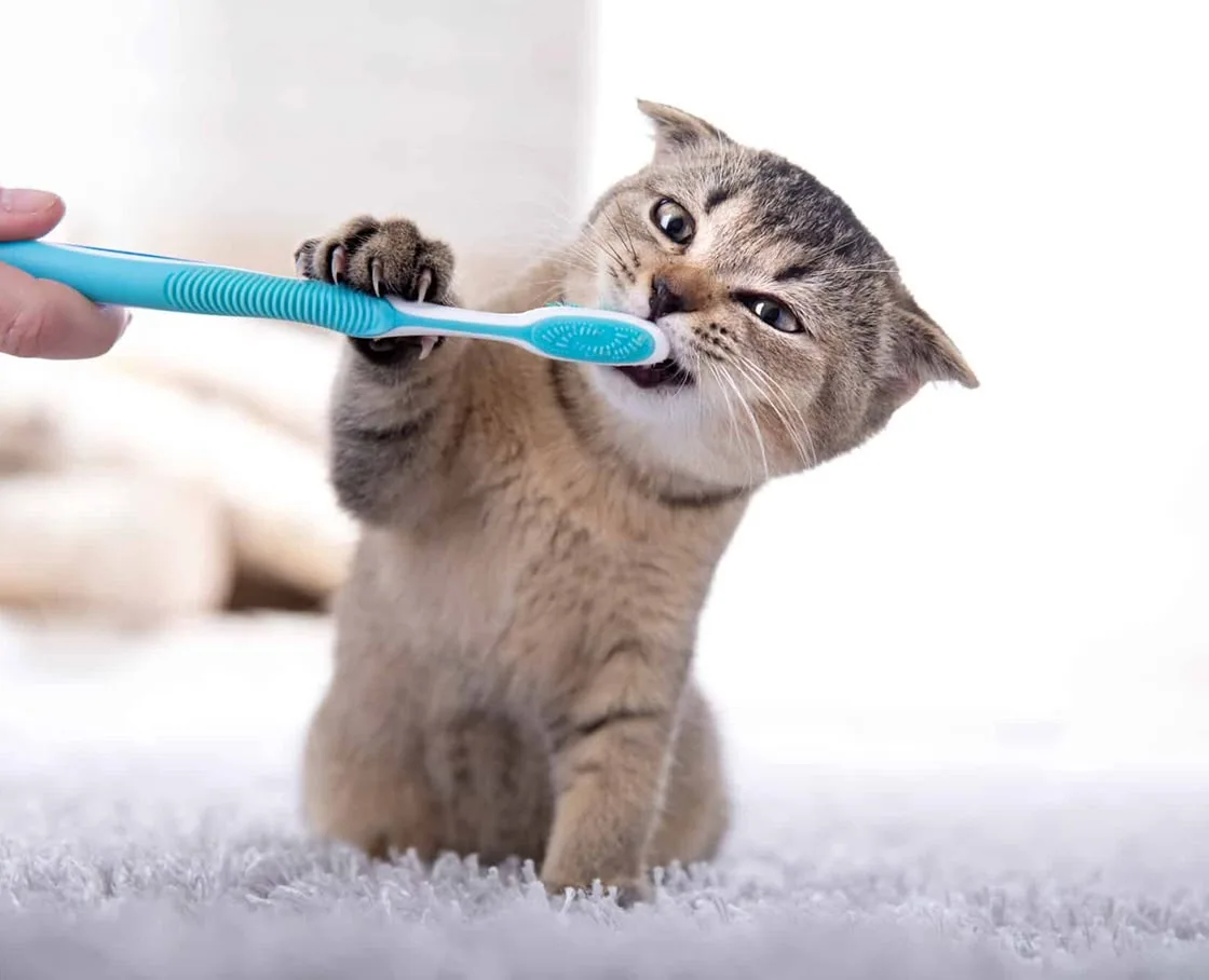 Preparing Your Pet for Dental Surgery Image