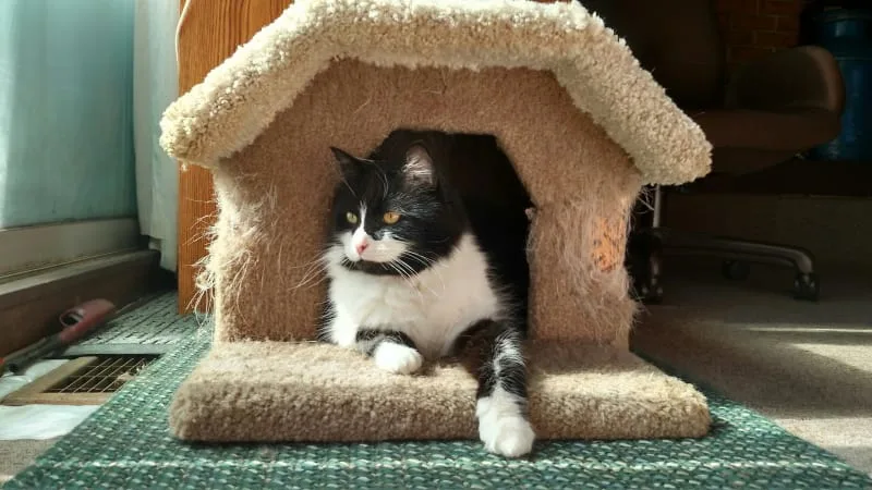 Best Places To Leave Your Cat While You Vacation