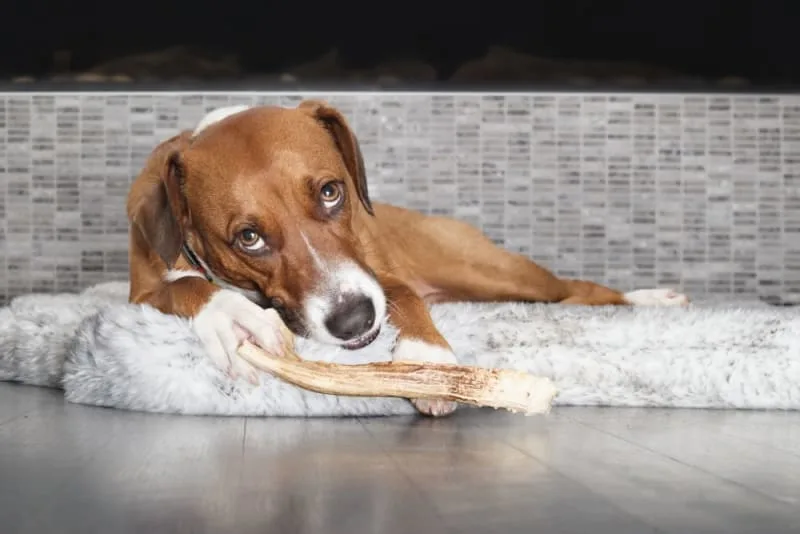 Are dental chews good for dogs?