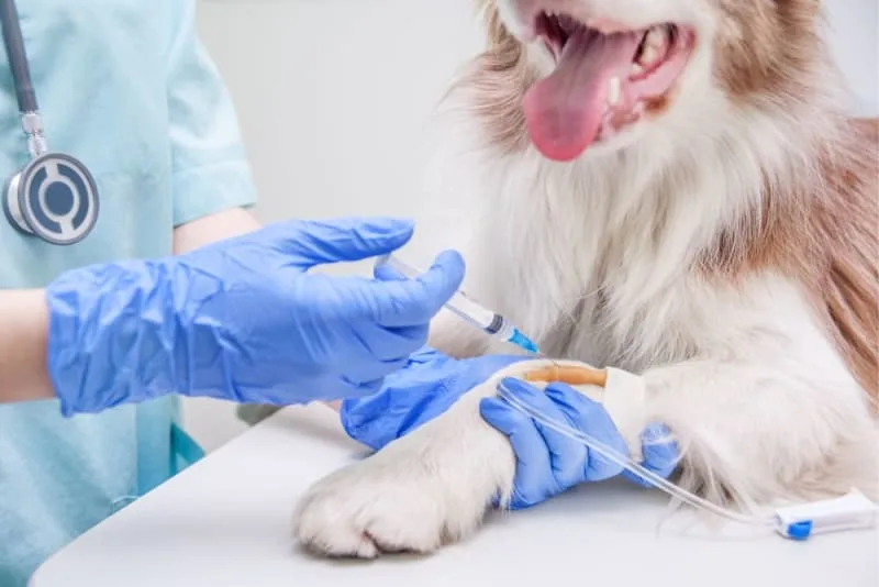 Dog & Puppy Vaccine Schedules