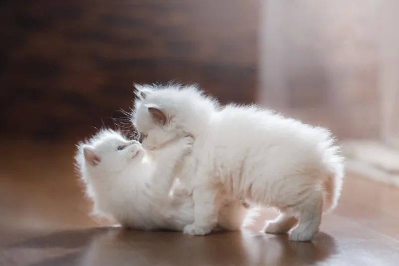 What Cat Breeds Live The Longest?