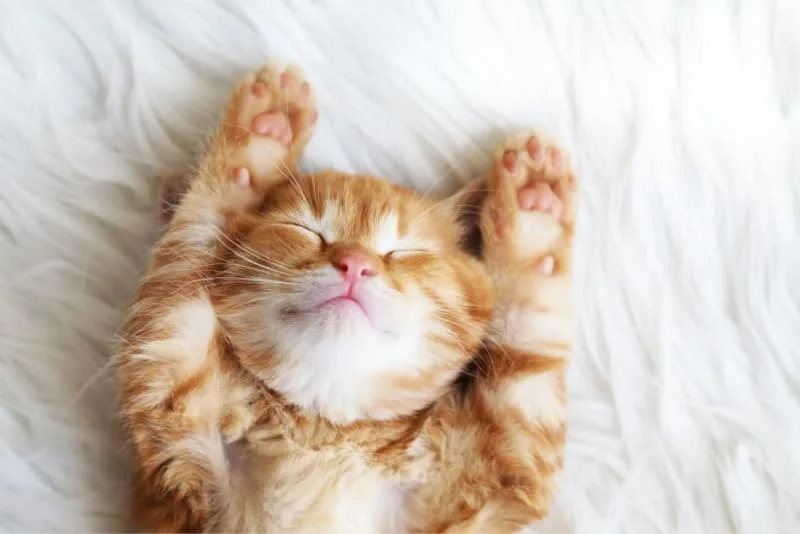 Should I Get My Indoor Cat Vaccinated? Why and When To Do It.