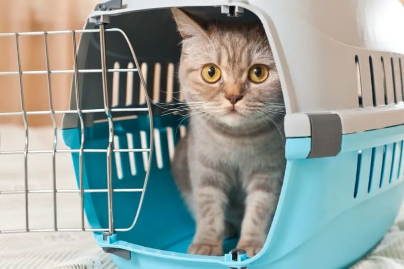 Should Cats Travel With Their Owners?