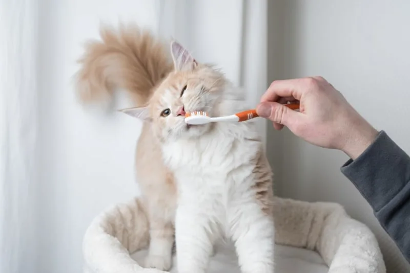 Cat Teeth Cleaning: How to Clean a Cat's Teeth?