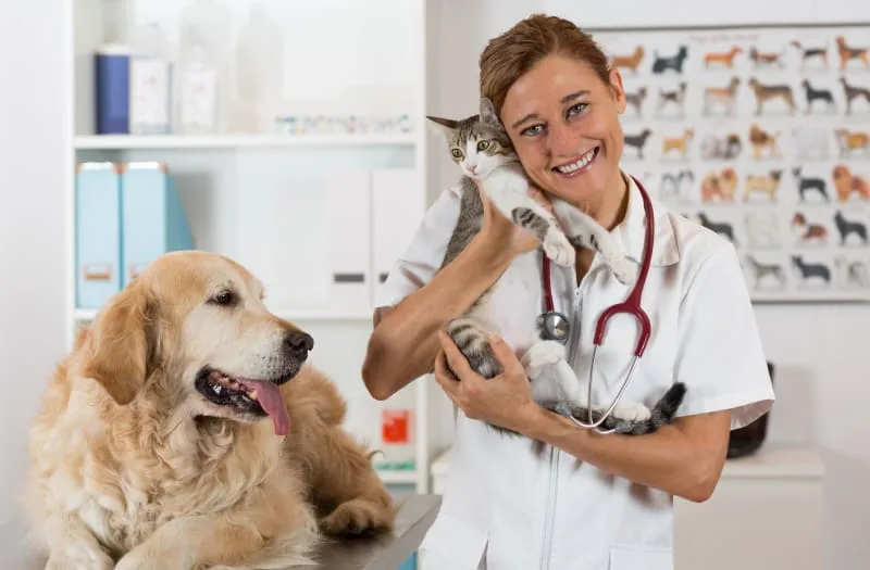The Benefits Of A Pet Wellness Plan