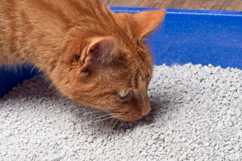 Constipation in Cats