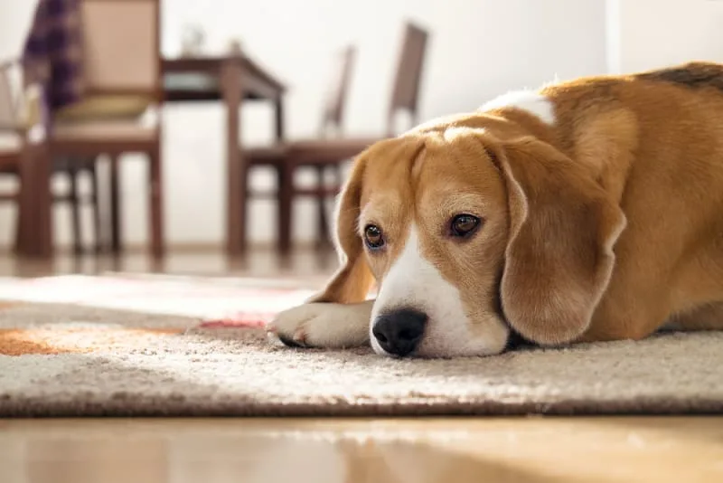 Spider Bites on Dogs