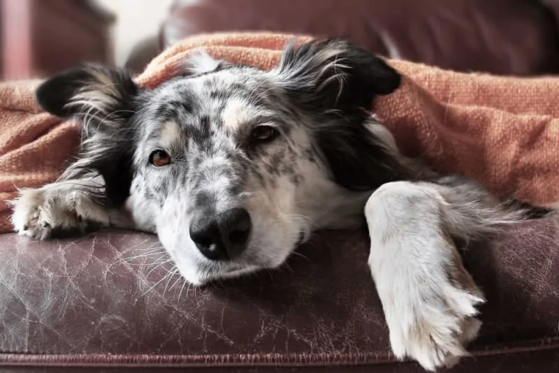 Lyme Disease in Dogs: Treatment & Cure