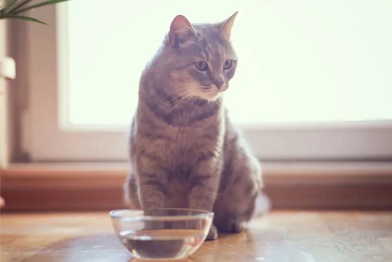 My Cat Won't Drink Water! What Should I Do?