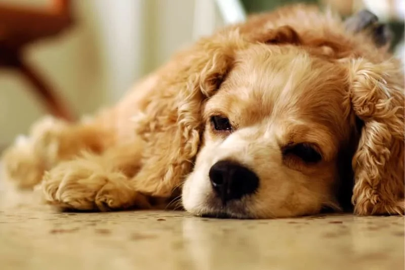 Vaccine Reactions in Dogs: Everything You Should Know