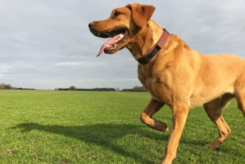 Dog Limping - What To Do