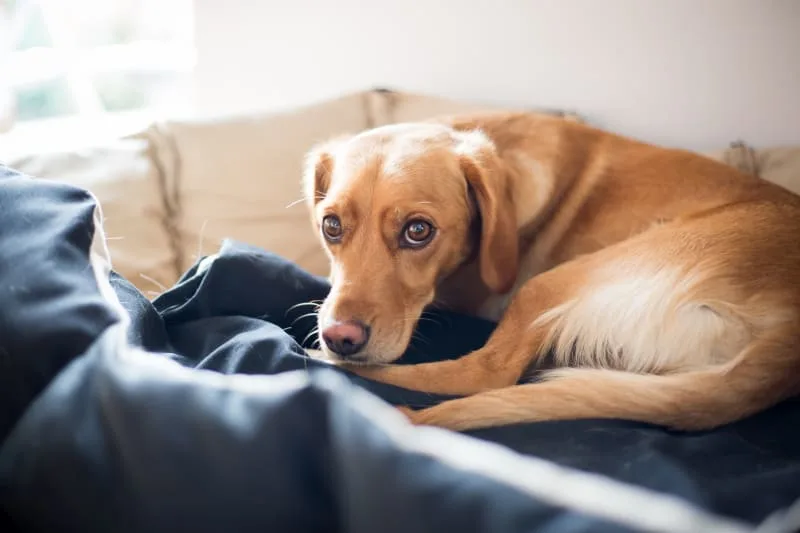 Hip Dysplasia Surgery in Dogs