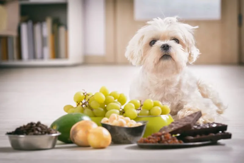 What kinds of fruit are safe for my dog to eat?