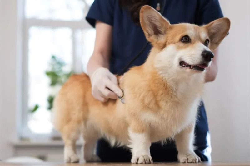 Bladder Stones in Dogs