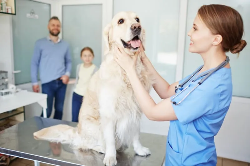 Blood Tests For Dogs