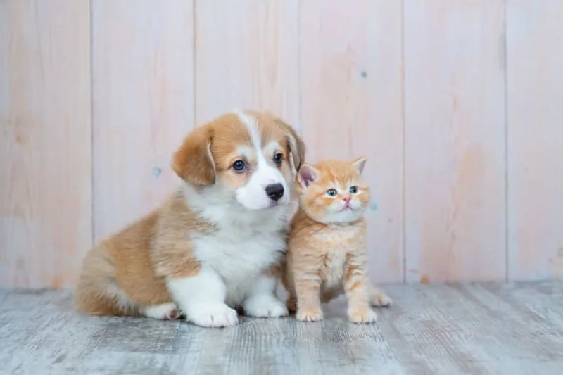 Raising a Puppy & Kitten Together