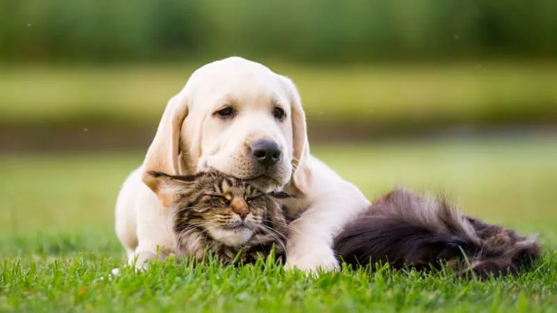 What You Need To Know About FHO Surgery In Cats and Dogs