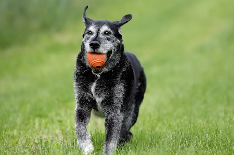 Dog Joint Pain - Causes and Symptoms of Joint Pain in Dogs