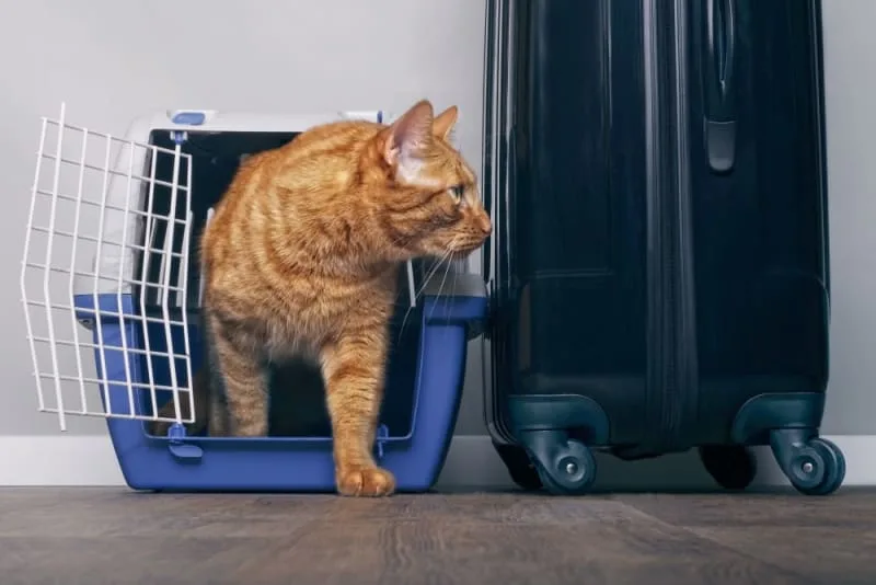 How to Travel With a Cat: Tips for a Low-Stress Trip