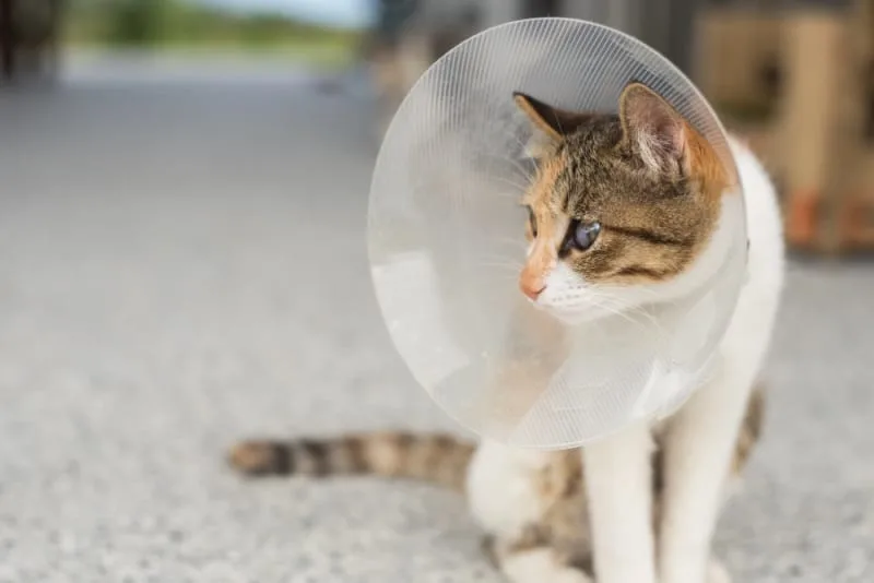 Getting Your Cat Fixed: When & What To Know