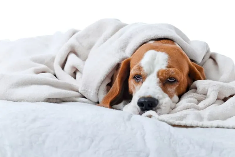 Cushing's Disease in Dogs - Causes, Complications, & Medications