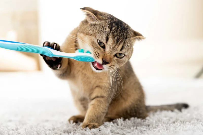 Common Cat Dental Problems