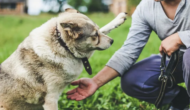 Signs Of Joint Pain In Dogs