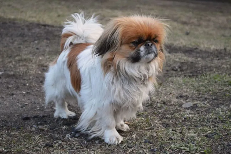 Brachycephalic Airway Syndrome in Dogs