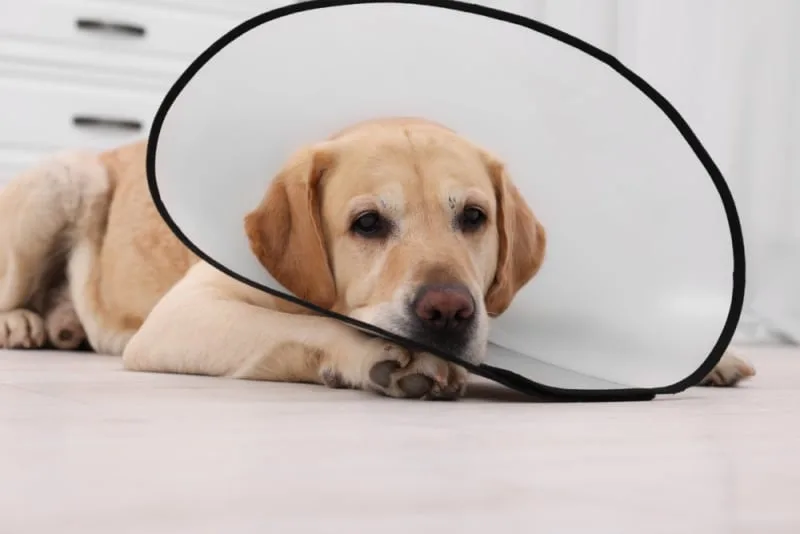 Managing Your Dog's Pain After Neutering