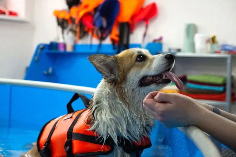 How Physical Rehabilitation Could Help Your Dog