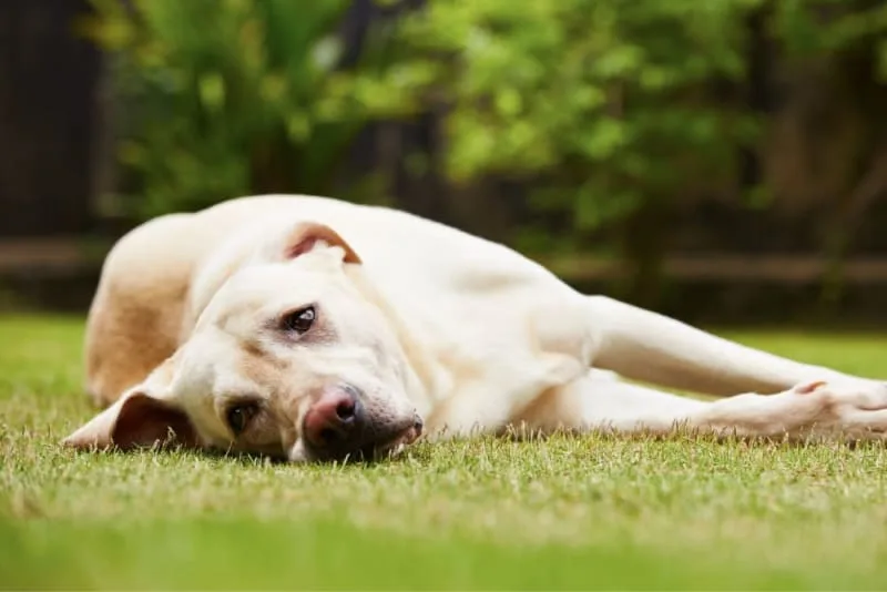 What Is Whipworm in dogs? Causes, Treatment, & Prevention
