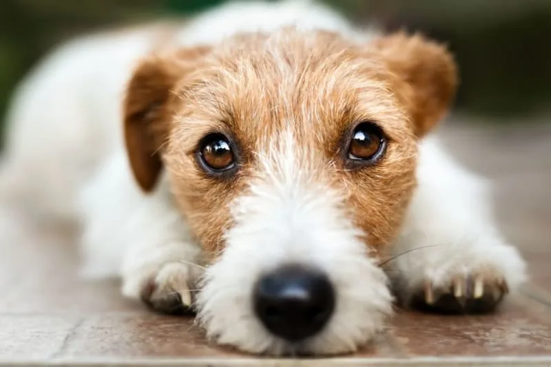 Uveitis in Dogs: Causes, Symptoms, & Treatment