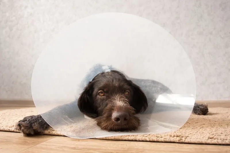 IVDD Surgery in Dogs
