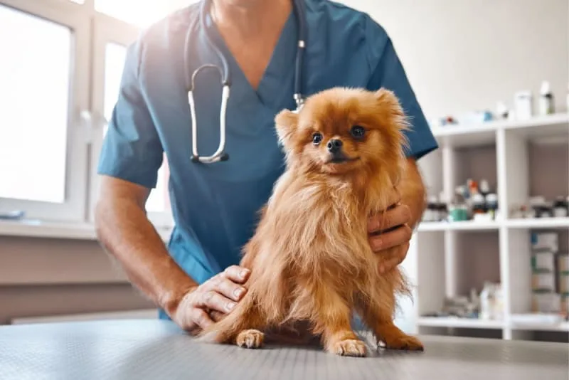 Spaying and Neutering Dogs 101: Everything You Need to Know