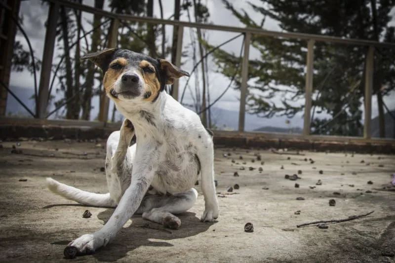 Does My Dog or Cat Have Fleas?
