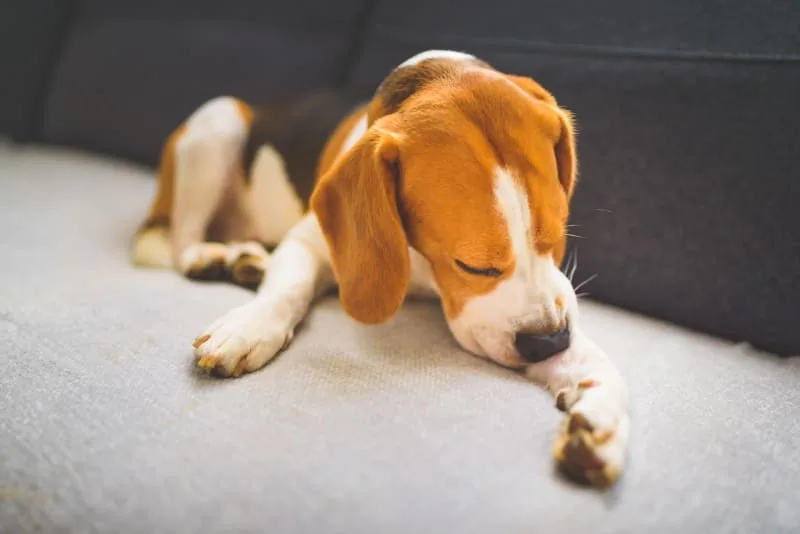Why Is My Dog Losing Hair?