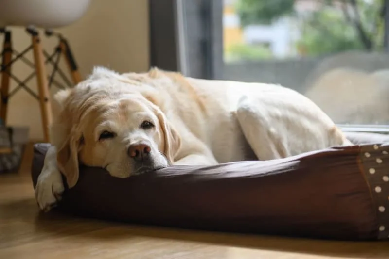 Weight Loss in Older Dogs: When to Worry