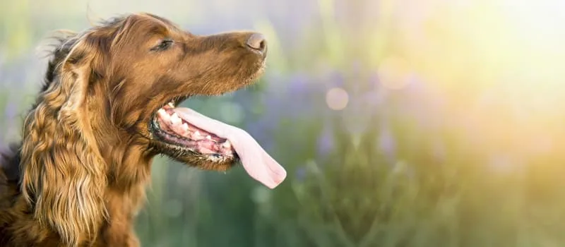 Signs of Heatstroke in Dogs