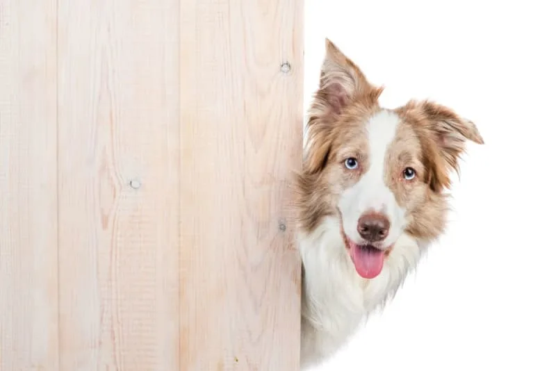 Tips for finding the right boarding facility