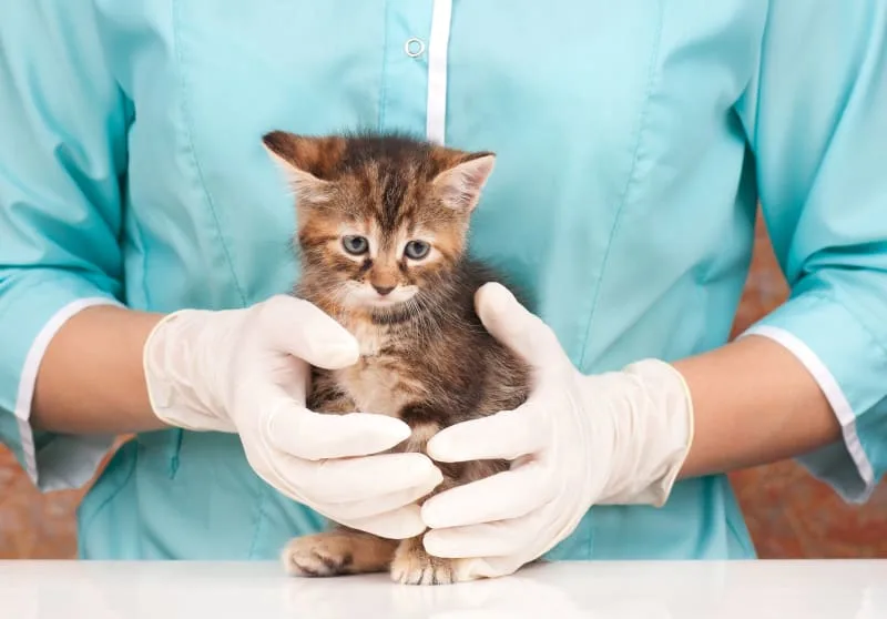Why It's Important to Vaccinate Your Indoor Cat