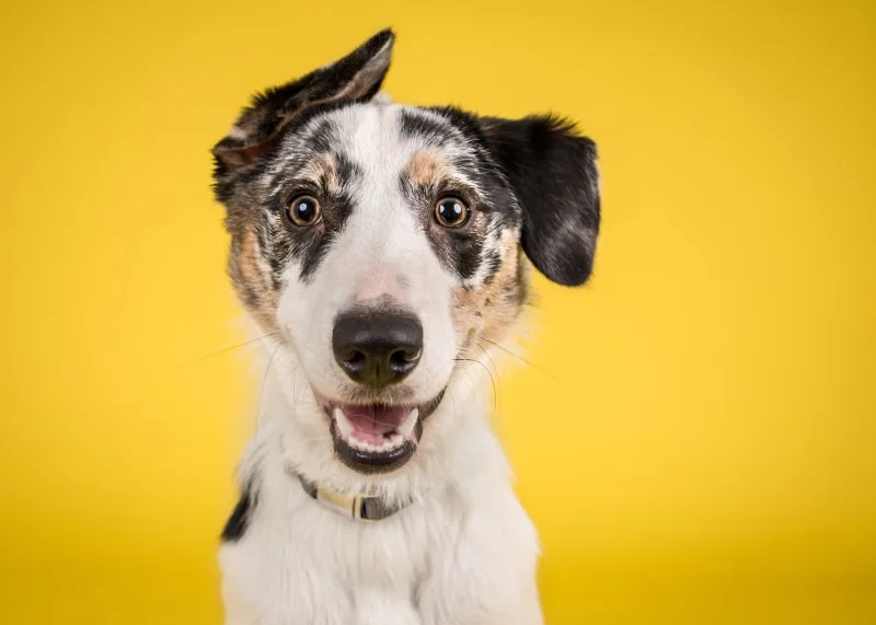 Anemia in Dogs: Causes, Symptoms and Treatments