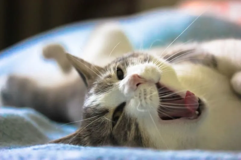 Dental Disease: Common Cat Teeth Problems