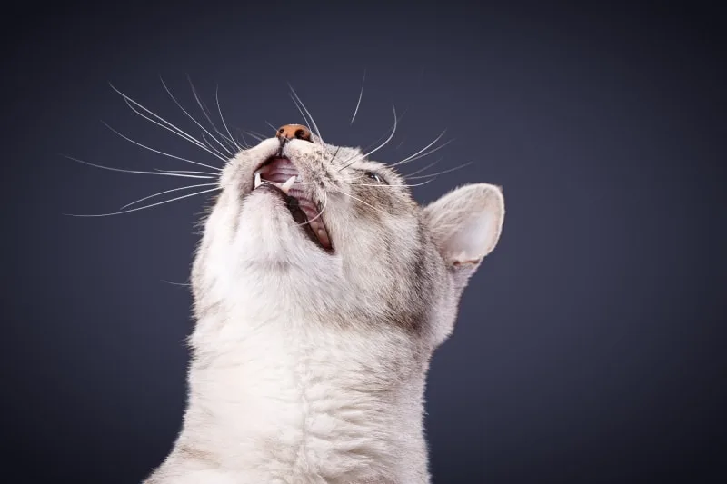 Hernias in Cats: Causes, Symptoms & Surgeries