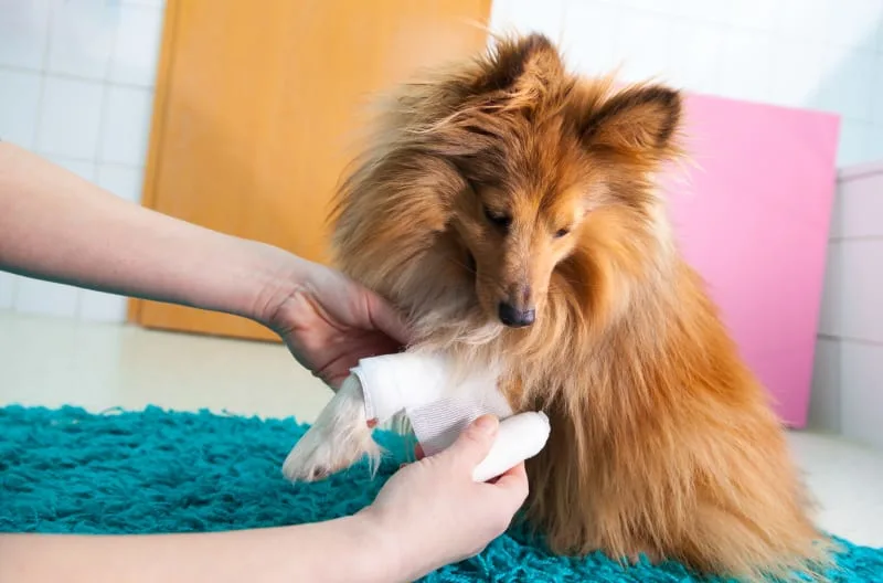 Help, My Dog is Limping! What Should I Do?