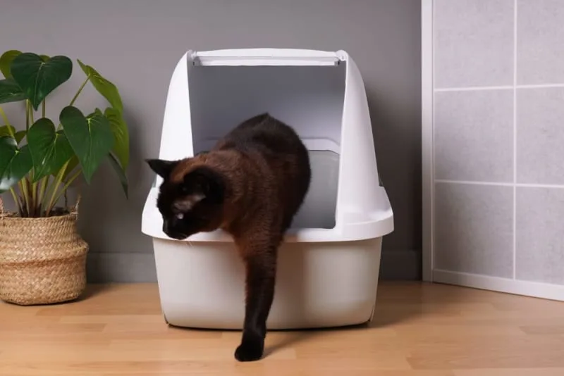 Diarrhea in Cats: Common Causes & When It's Serious