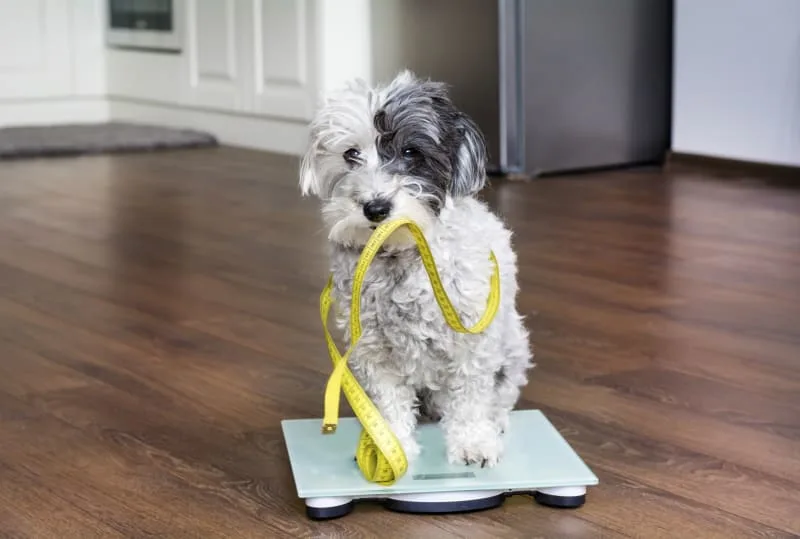 Is My Dog Overweight? Signs & What To Do