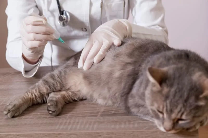 Rabies in Cats